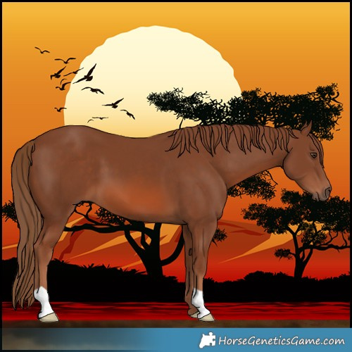 Horse Color:Chestnut 