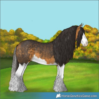 Horse Color:Buckskin Splash