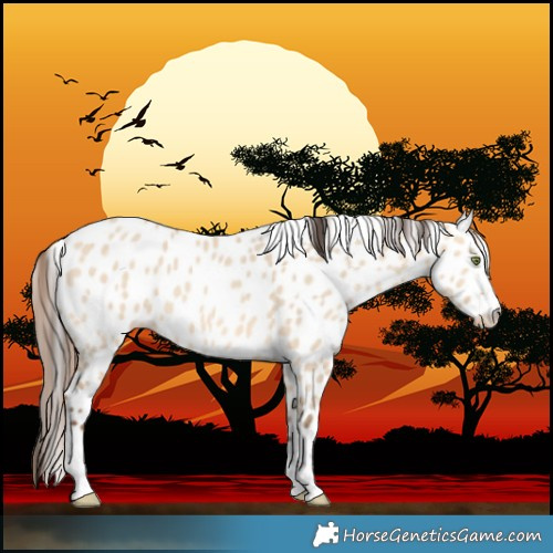 Horse Color:Amber Champagne Dun Leopard 