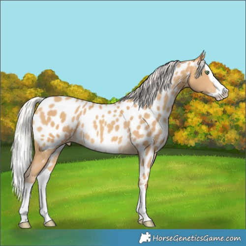 Horse Color:Silver Sable Cream Champagne Splash Appaloosa 