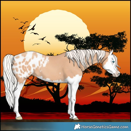 Horse Color:Silver Amber Champagne Splash Blanket 