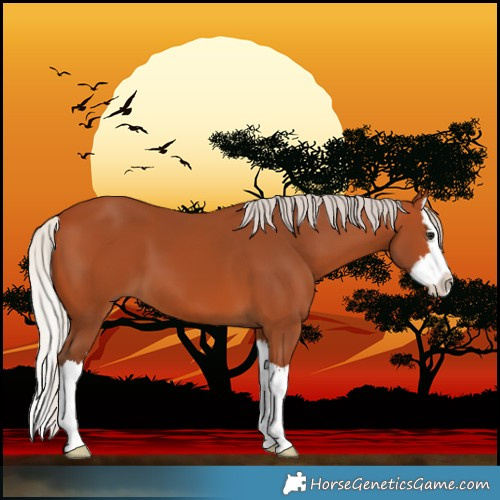 Horse Color:Silver Bay Splash 