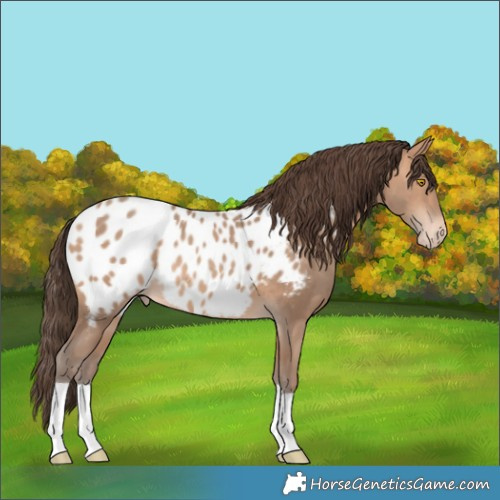 Horse Color:Amber Champagne Appaloosa 