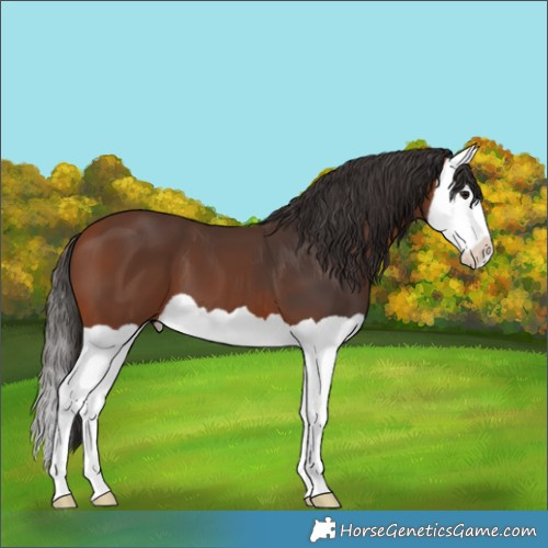 Horse Color:Bay Splash 