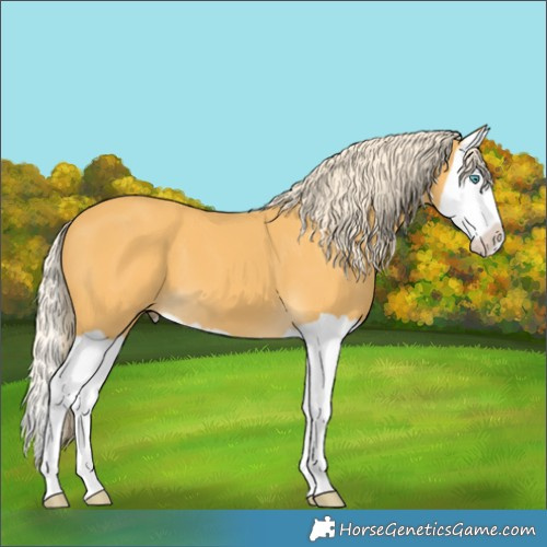Horse Color:Palomino Splash 