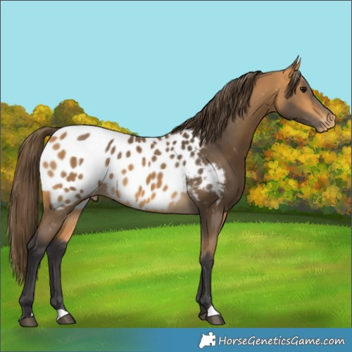 Horse Color:Buckskin Appaloosa 