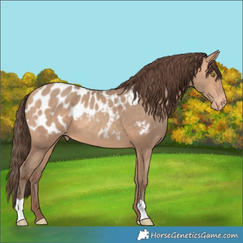 Horse Color:Amber Champagne Appaloosa 