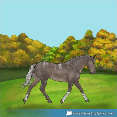 Horse Color:Powder White Silver Black Tobiano 