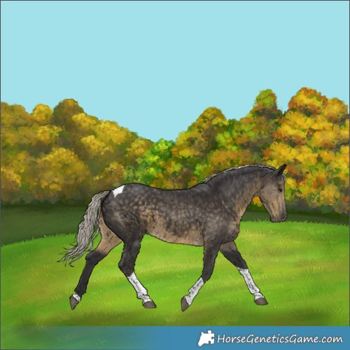 Horse Color:Silver Smoky Black Tobiano 