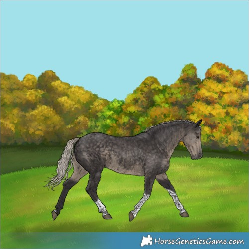 Horse Color:Silver Smoky Black Tobiano