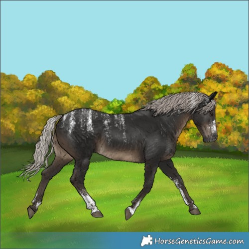 Horse Color:Powder White Gray Silver Black