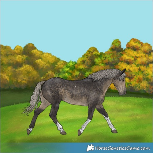 Horse Color:Silver Smoky Black Tobiano 