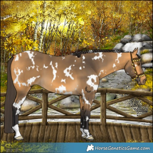 Horse Color:White Spotted Buckskin 