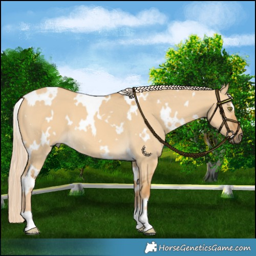 Horse Color:White Spotted Palomino Dun 