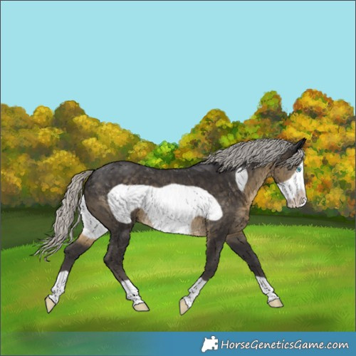 Horse Color:Silver Smoky Black Frame 