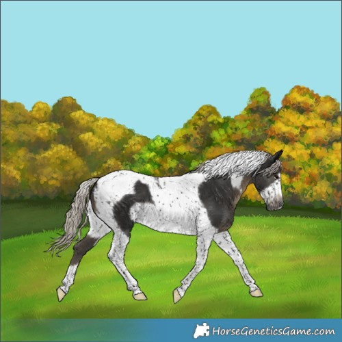 Horse Color:Gray Silver Smoky Black Tobiano Frame 