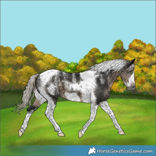 Horse Color:Powder White Gray Silver Smoky Black Tobiano Frame