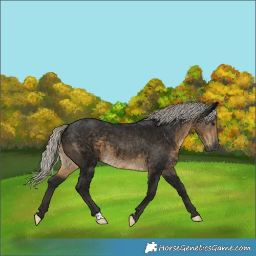 Horse Color:Gray Silver Smoky Black 