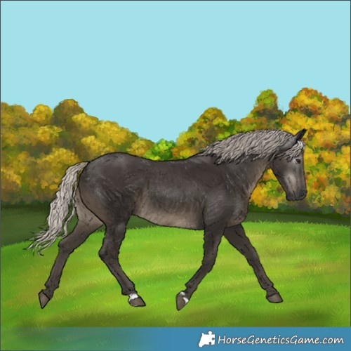 Horse Color:Gray Silver Smoky Black
