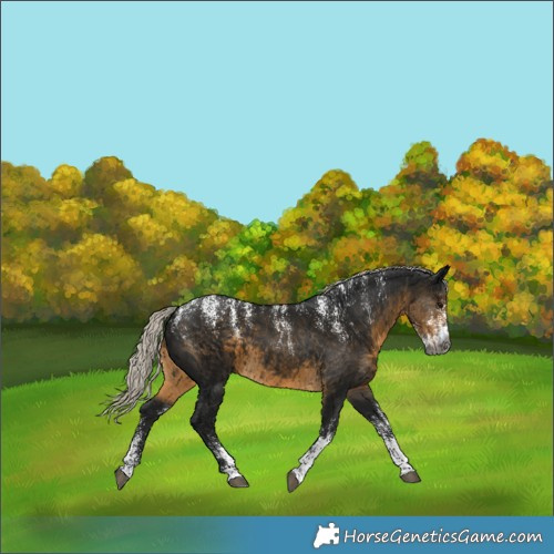 Horse Color:Powder White Gray Silver Smoky Black