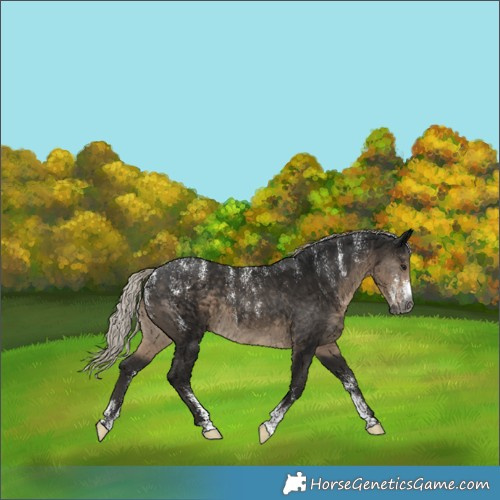 Horse Color:Powder White Gray Silver Smoky Black