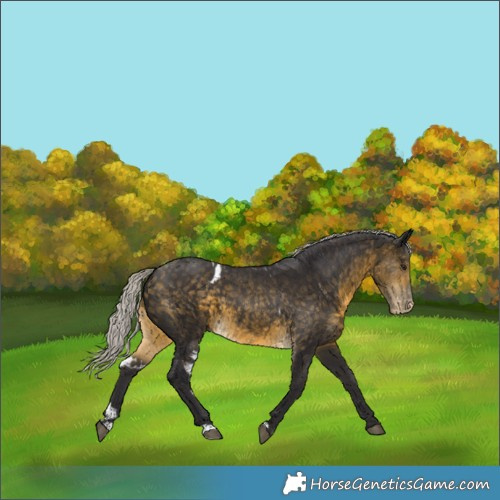 Horse Color:Silver Buckskin Skewed Appaloosa