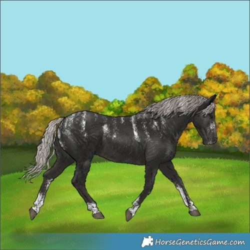 Horse Color:Powder White Gray Silver Black
