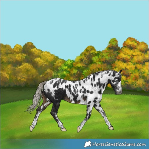 Horse Color:Powder White Gray Silver Buckskin Skewed Appaloosa 