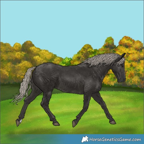 Horse Color:Gray Silver Smoky Black 