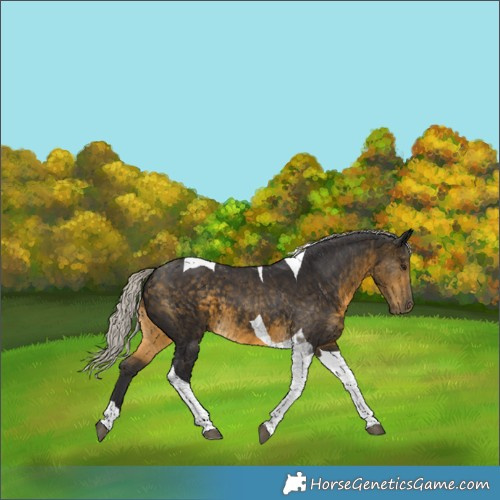 Horse Color:Silver Buckskin Tobiano