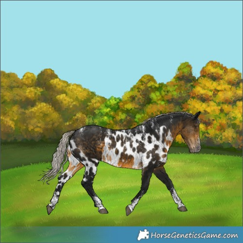 Horse Color:Powder White Gray Silver Buckskin Skewed Appaloosa 