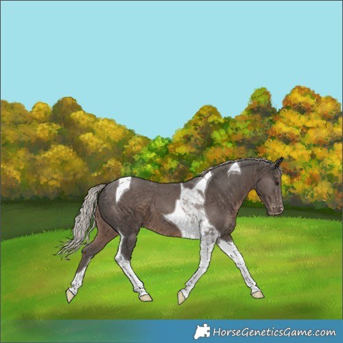 Horse Color:Silver Black Tobiano Skewed Appaloosa 