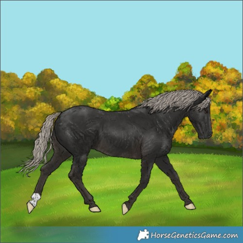 Horse Color:Gray Silver Smoky Black 