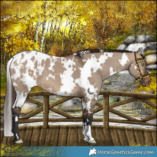 Horse Color:White Spotted Brown Dun Appaloosa 