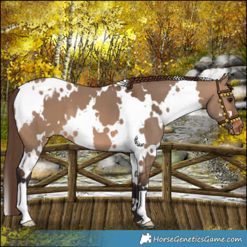 Horse Color:White Spotted Brown Dun Appaloosa 
