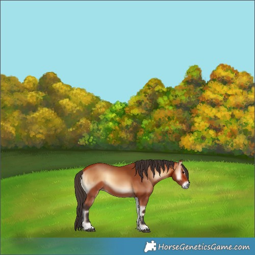 Horse Color:Bay Onyx 