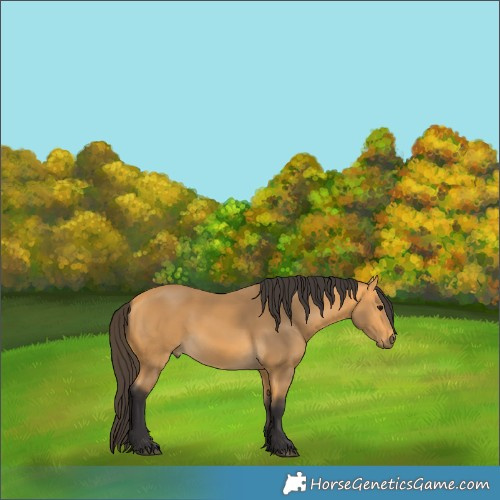 Horse Color:Buckskin 