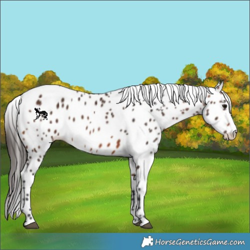 Horse Color:Brown Appaloosa 