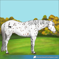 Horse Color:Brown Appaloosa