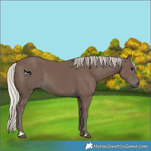 Horse Color:Unknown 