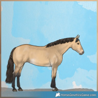 Horse Color:Buckskin Dun 