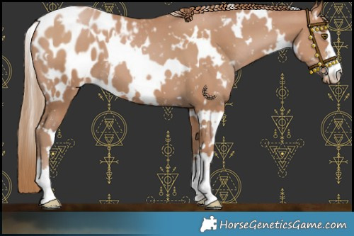 Horse Color:White Spotted Black Pearl Appaloosa 