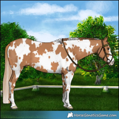Horse Color:White Spotted Chestnut 