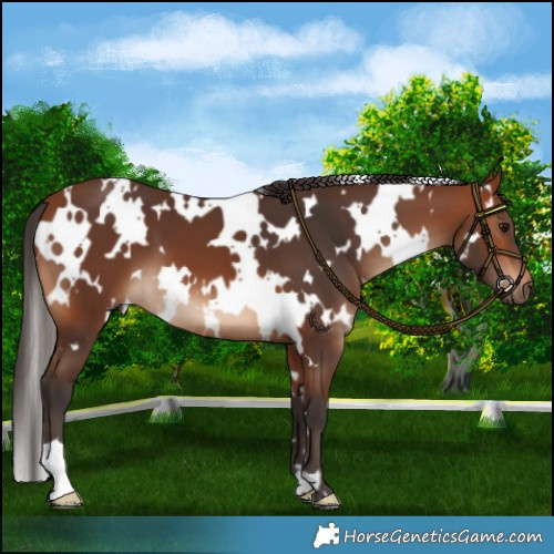 Horse Color:White Spotted Bay 