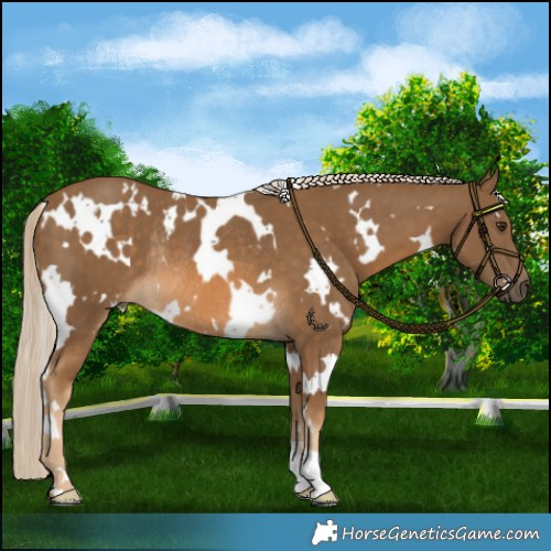Horse Color:White Spotted Chocolate Palomino Rabicano 