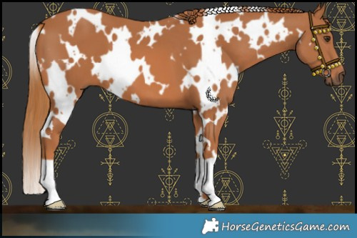 Horse Color:White Spotted Chestnut 
