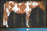Horse Color:White Spotted Chestnut 