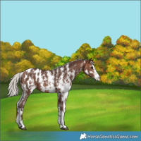 Horse Color:Silver Brown Sabino Blanket 