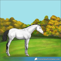 Horse Color:Black Near Fewspot Rabicano 