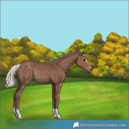 Horse Color:Silver Black Rabicano